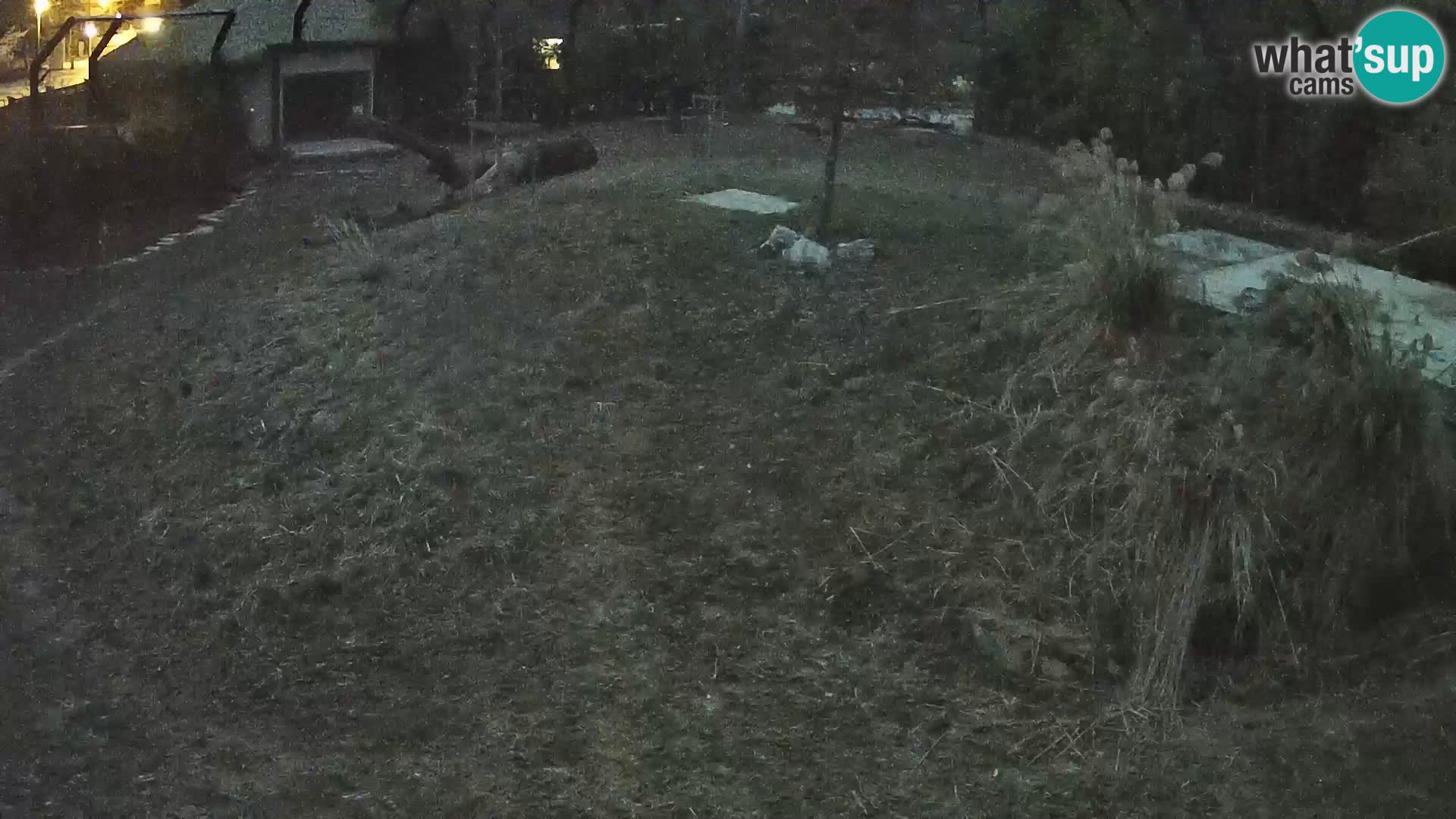 Ljubljana Zoo webcam Lion