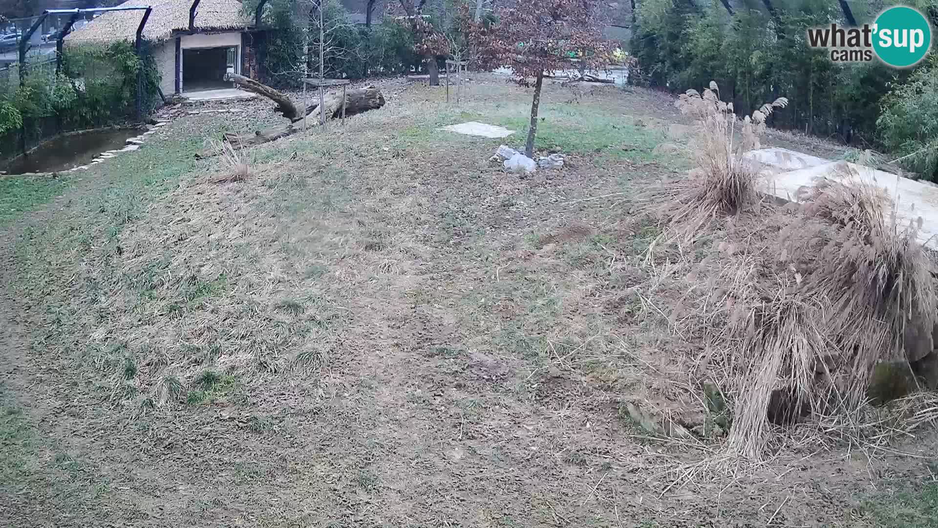 Zoo Ljubljana webcam Löwen