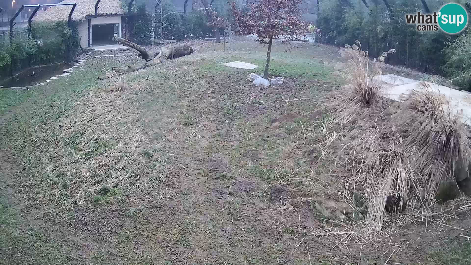 Zoo Ljubljana webcam Löwen