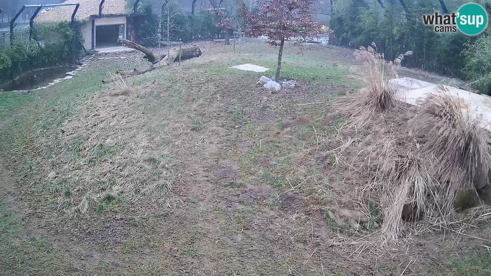 Live Ljubljana Zoo webcam Lion