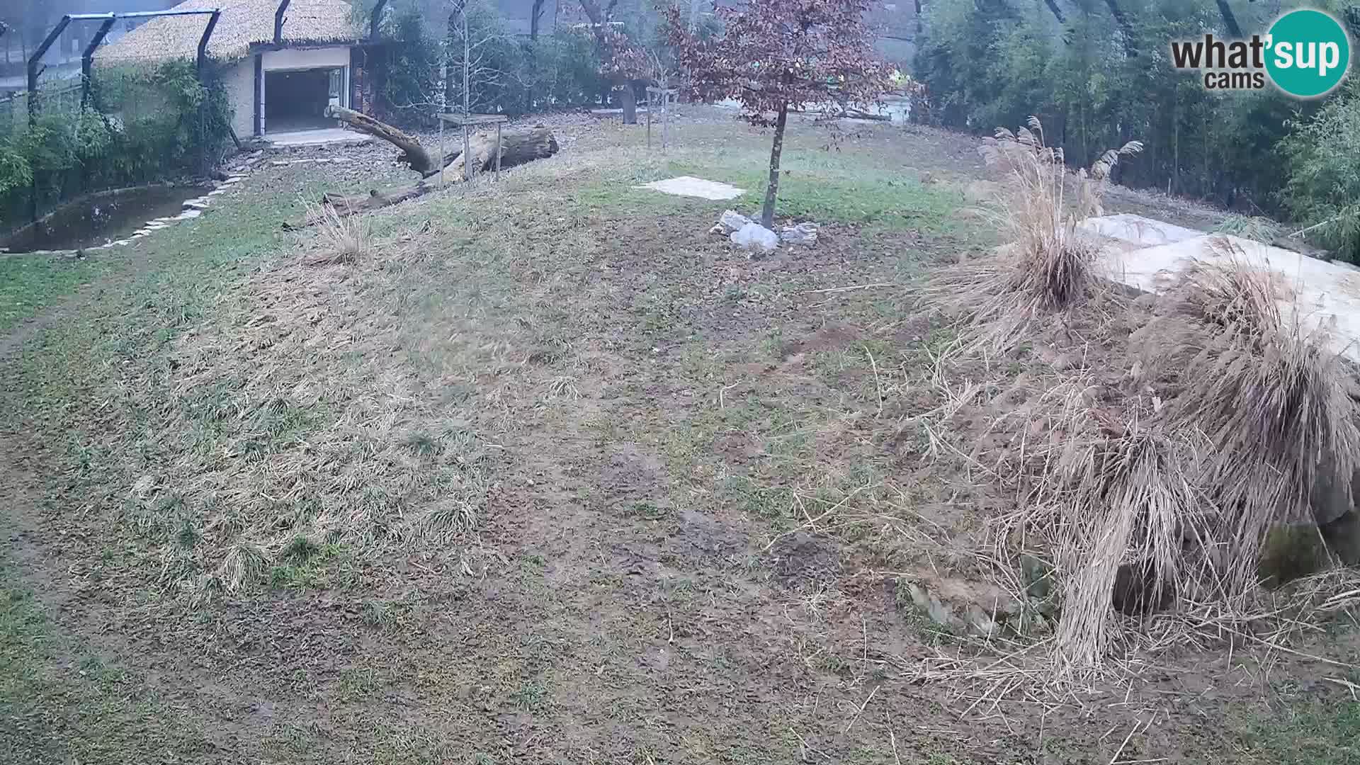 Ljubljana Zoo webcam Lion