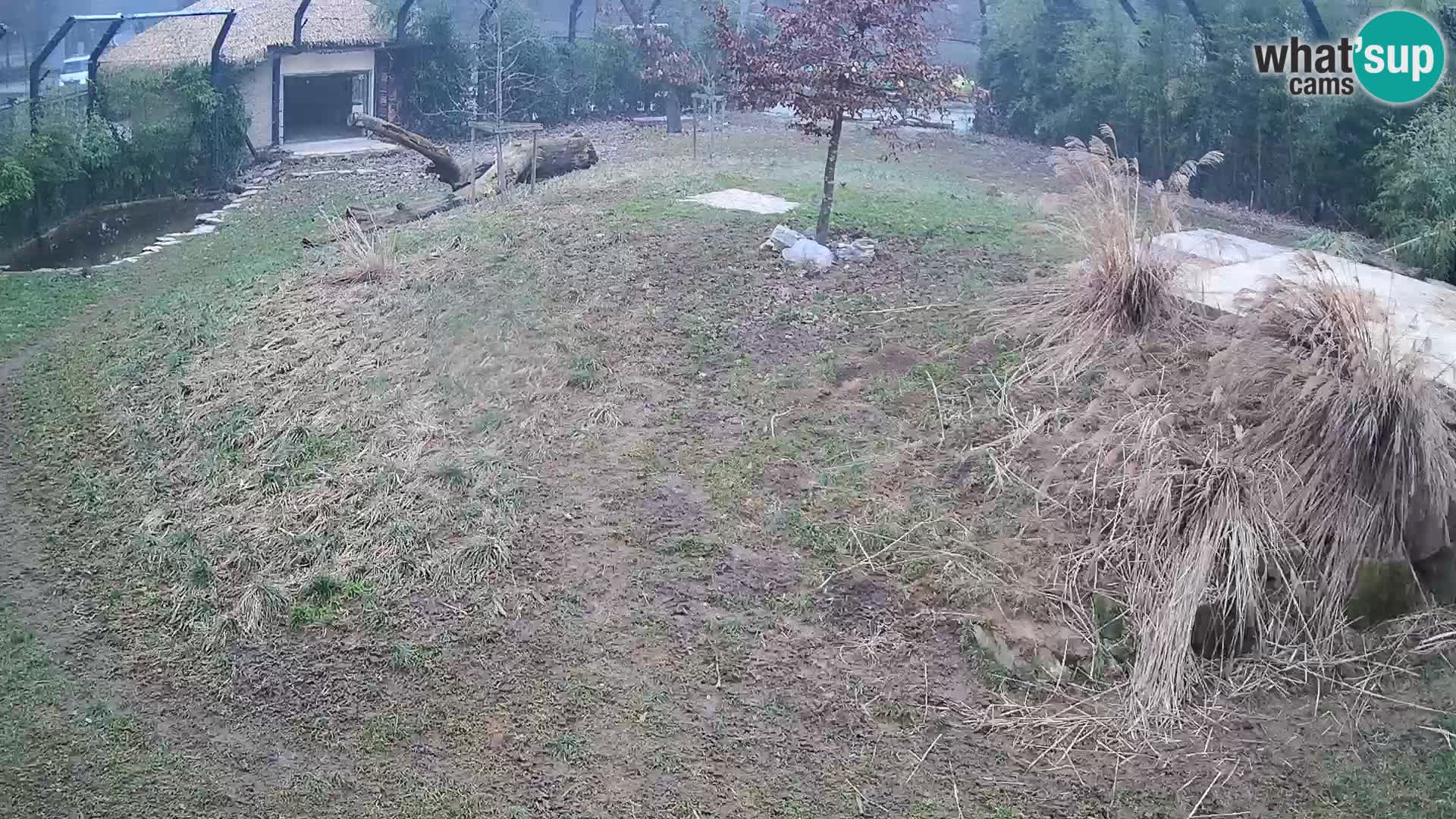 Live Ljubljana Zoo webcam Lion