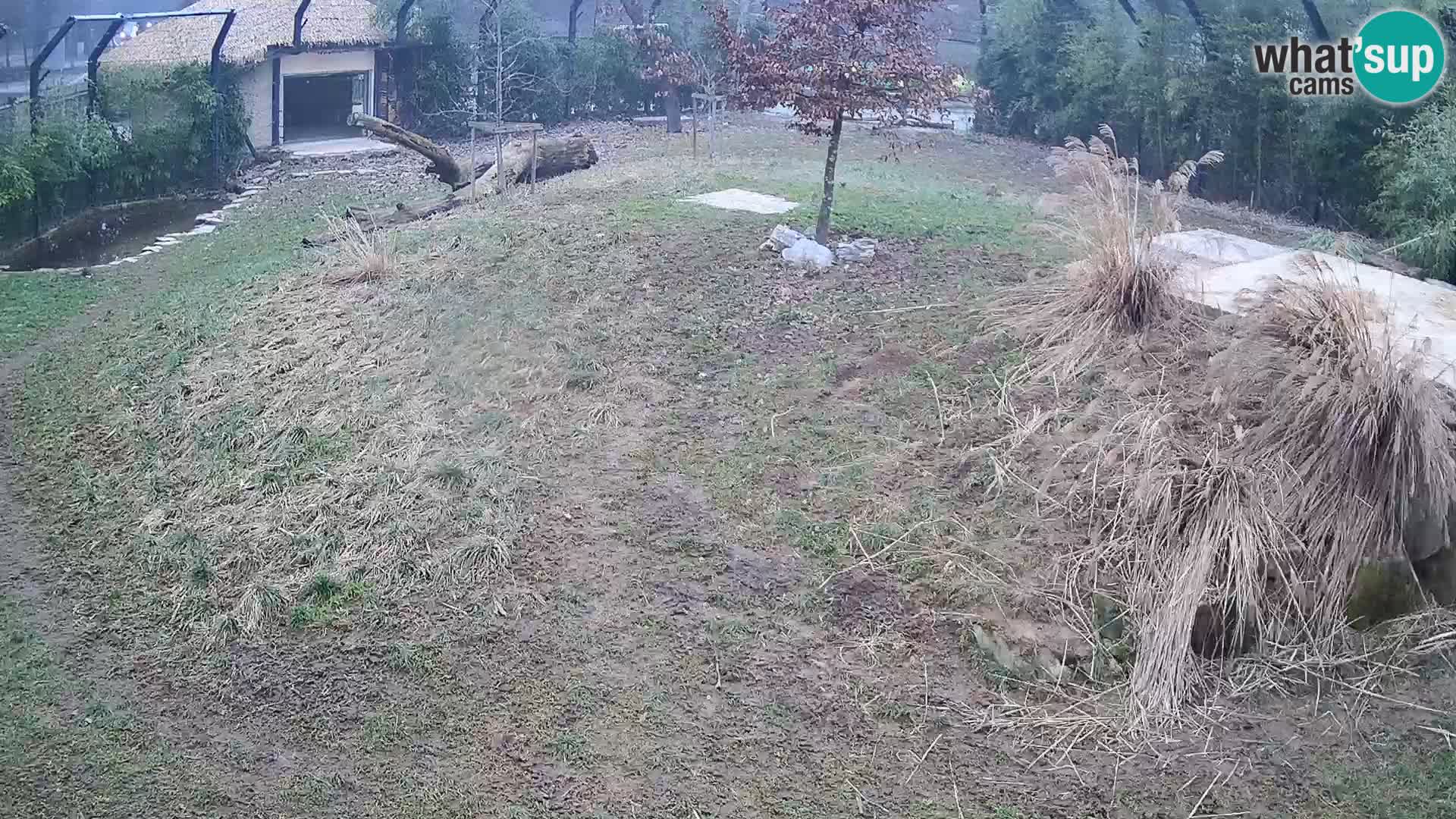 Zoo Ljubljana camera en vivo Leones