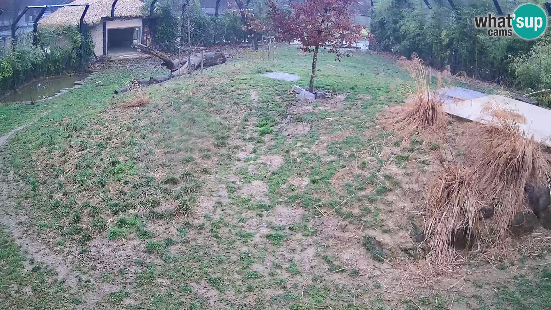 Zoo Ljubljana camera en vivo Leones