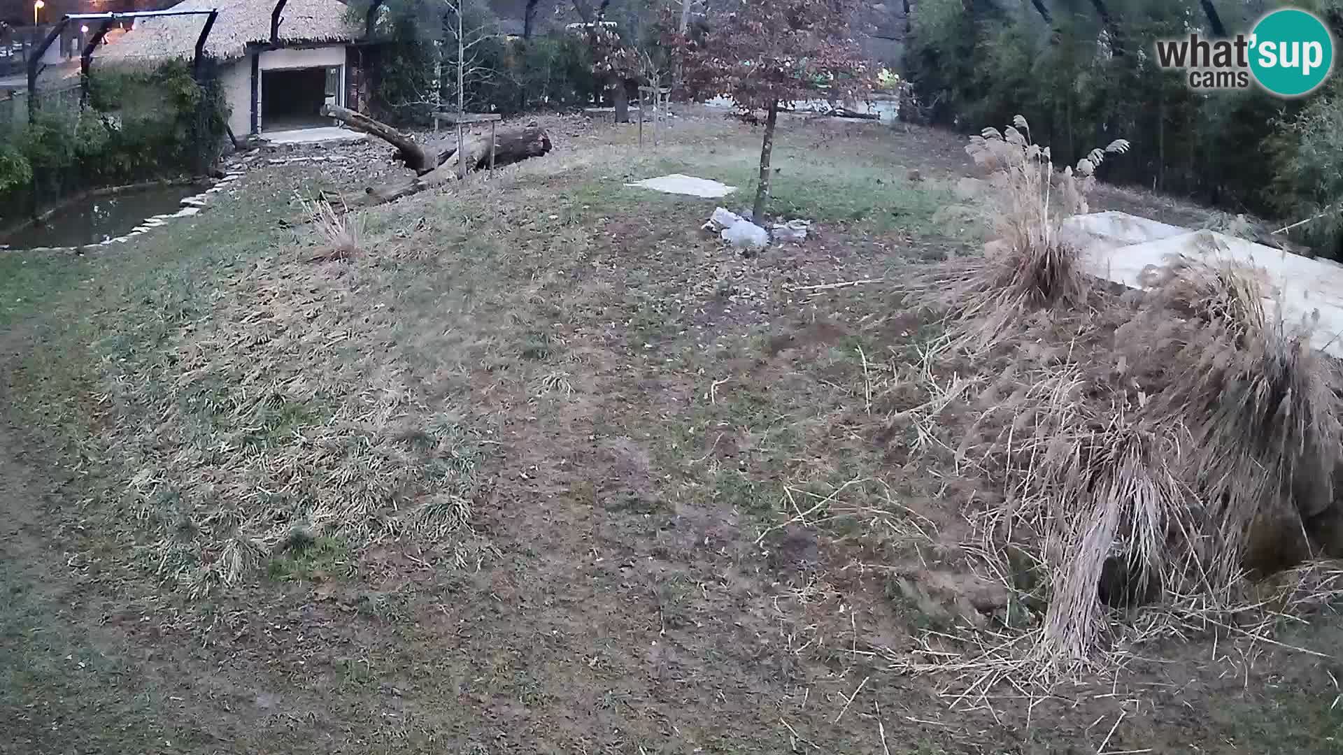 Ljubljana Zoo webcam Lion