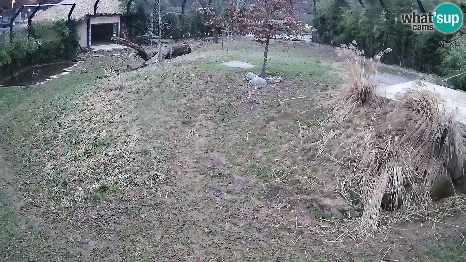 Ljubljana Zoo webcam Lion