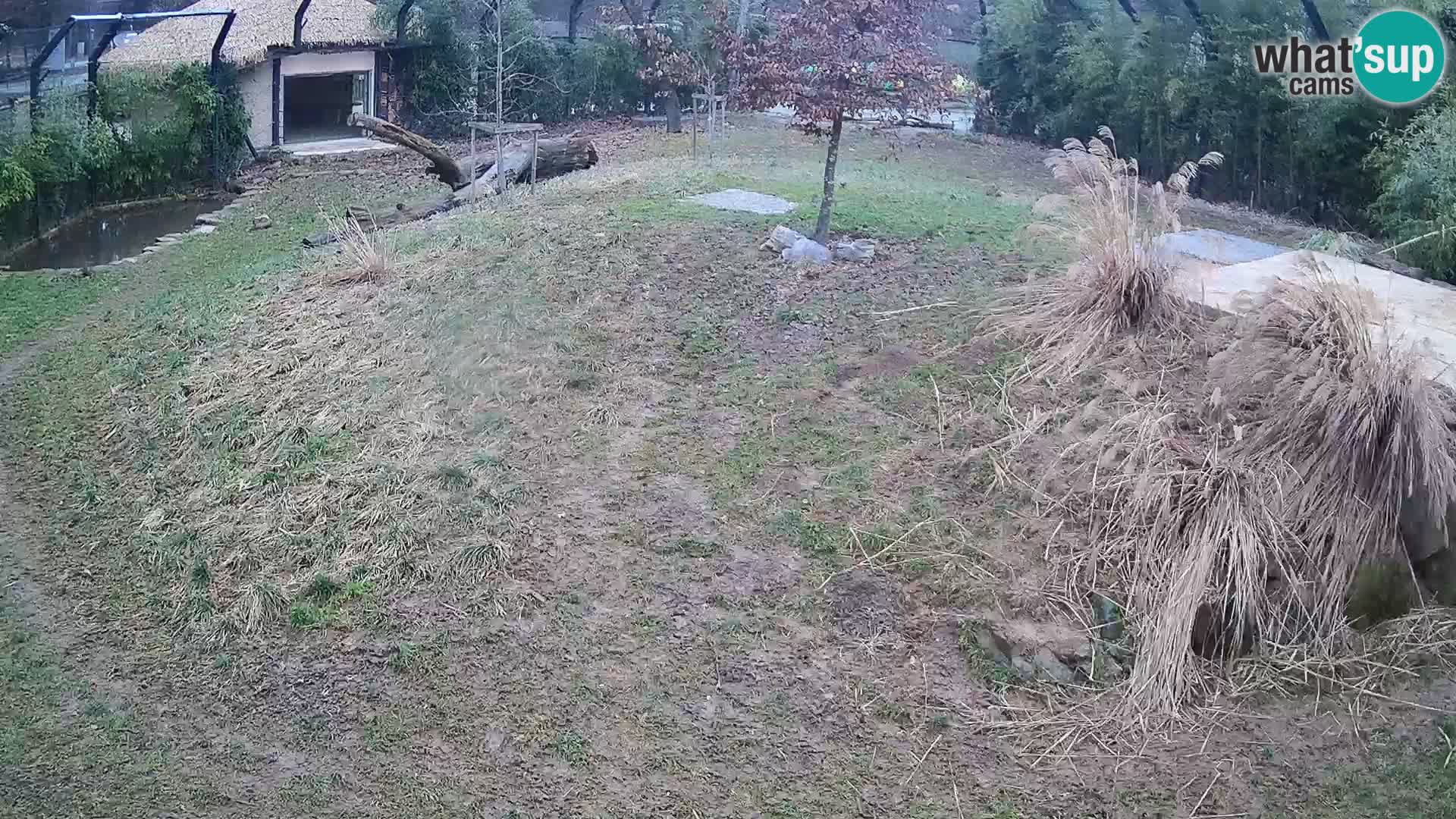 Live Ljubljana Zoo webcam Lion