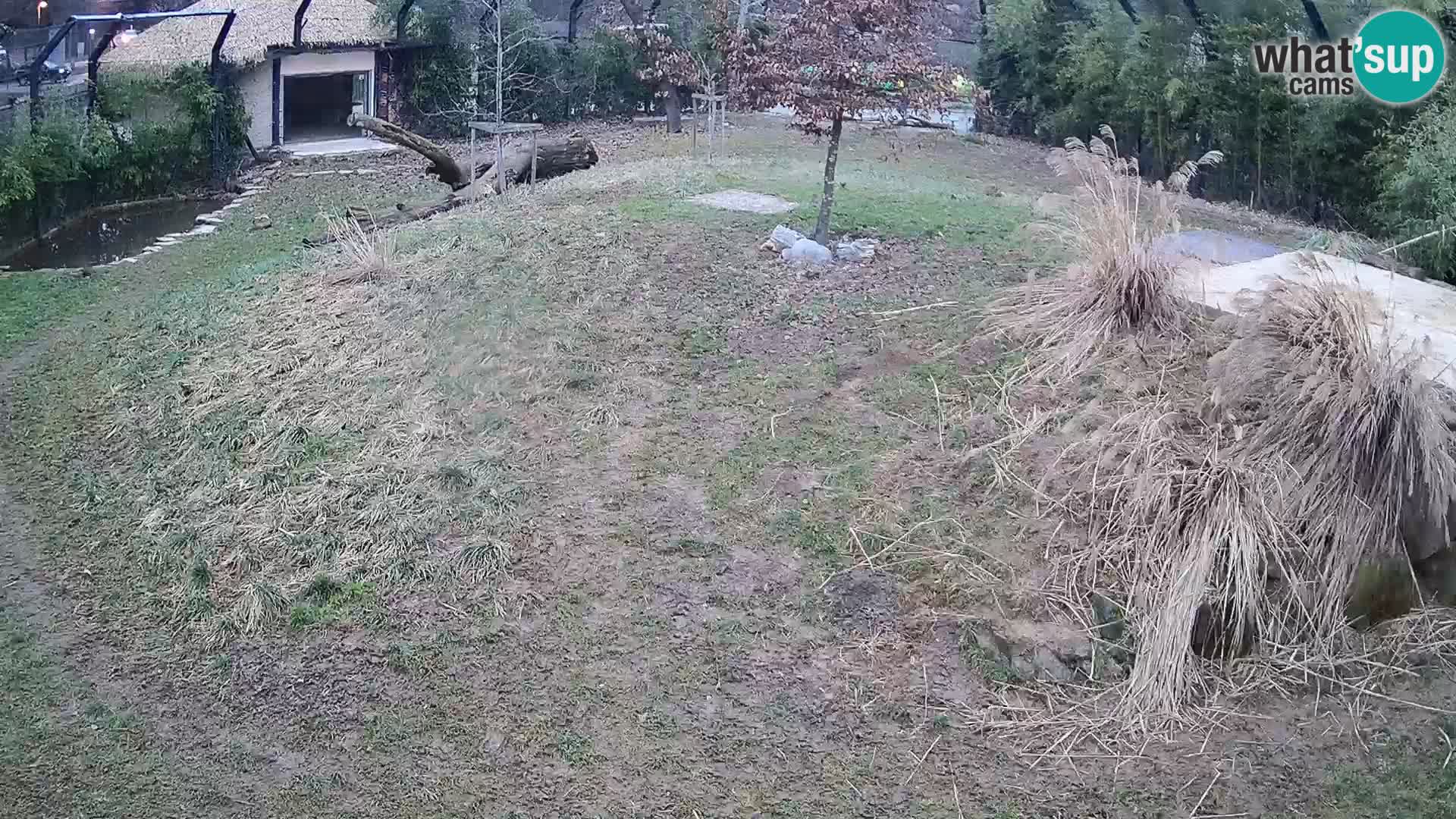 Zoo Ljubljana webcam Löwen