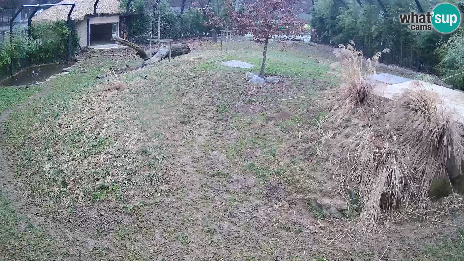 Zoo Ljubljana webcam Löwen