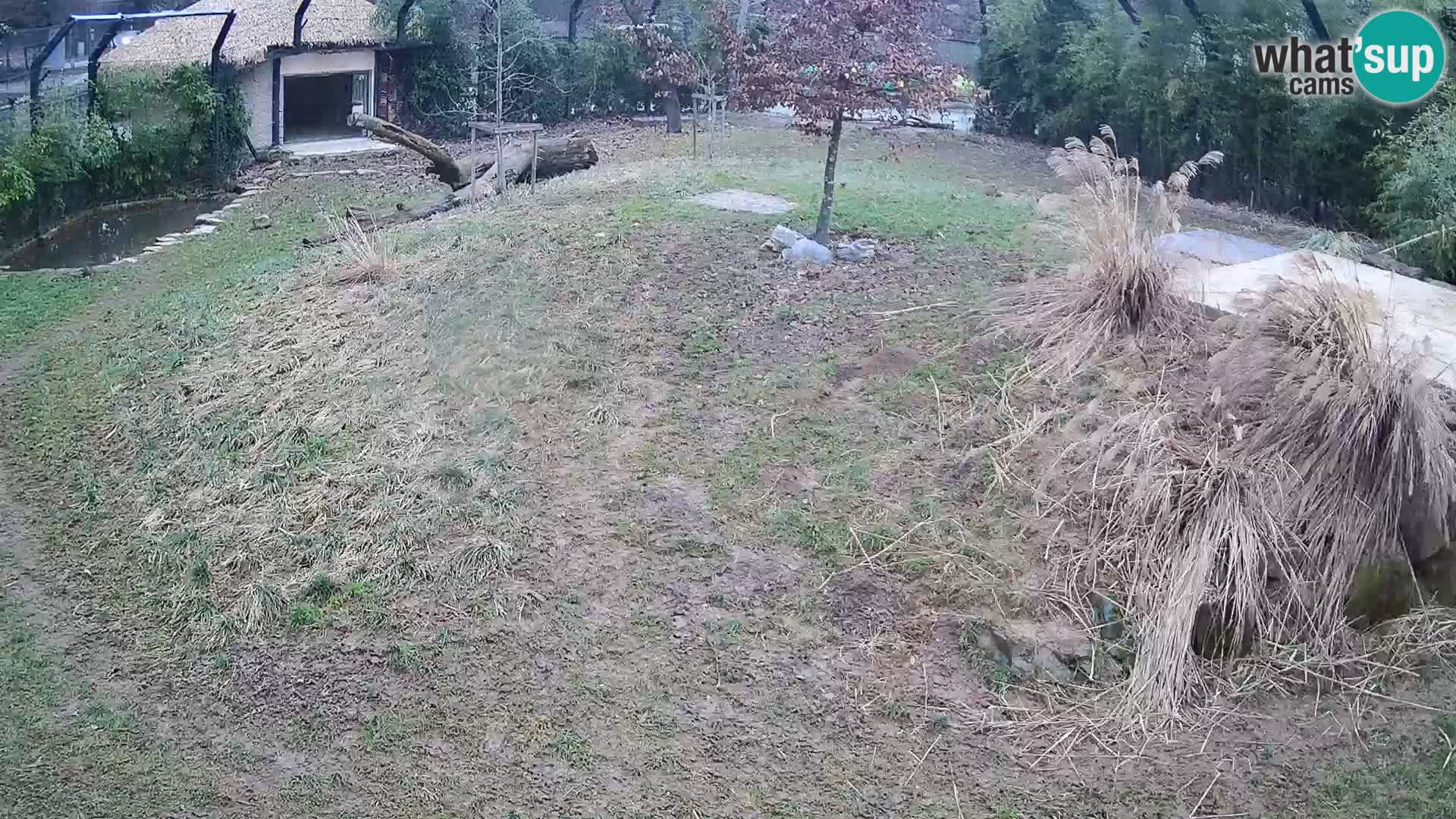 Ljubljana Zoo webcam Lion