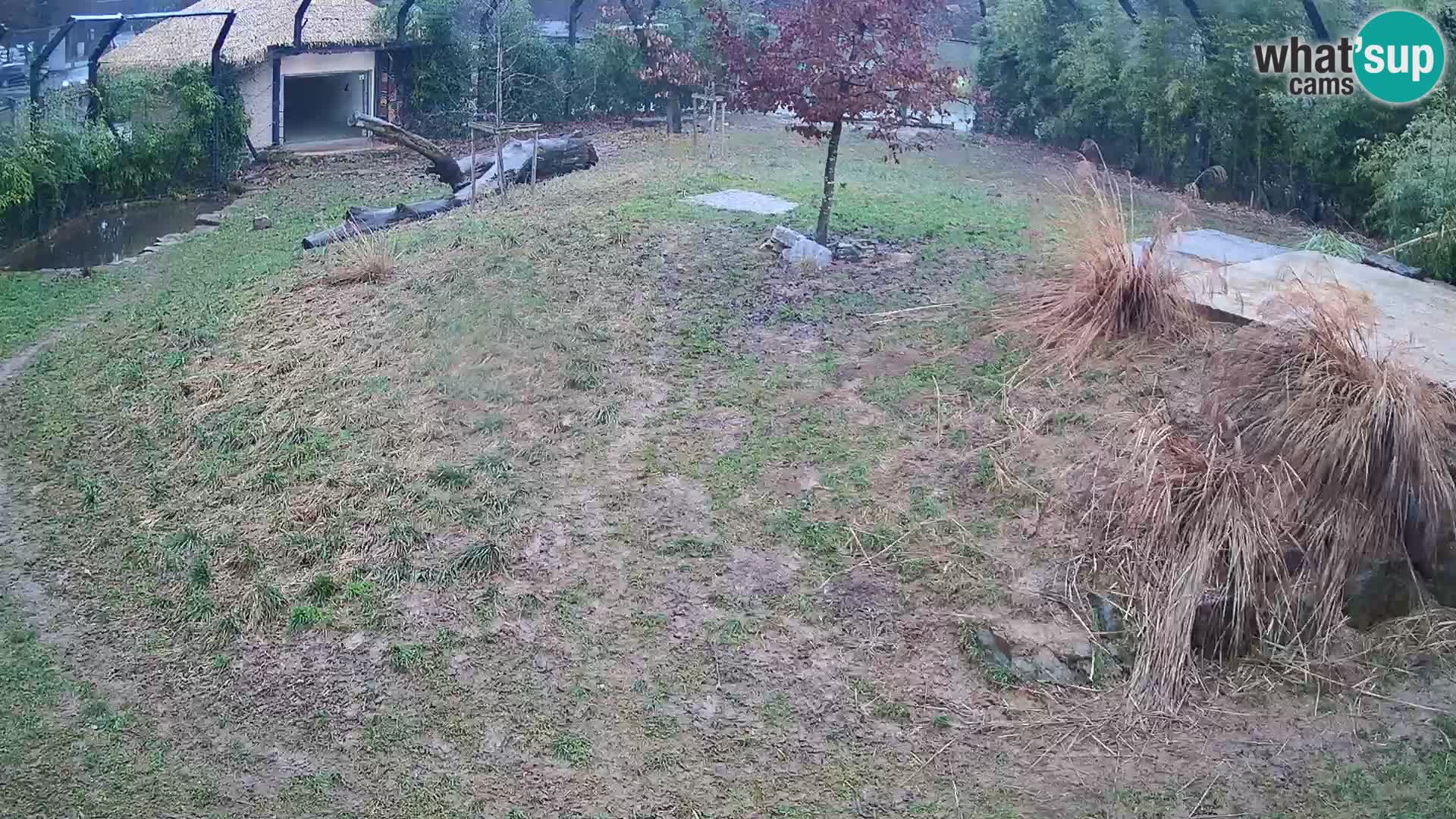 Ljubljana Zoo webcam Lion