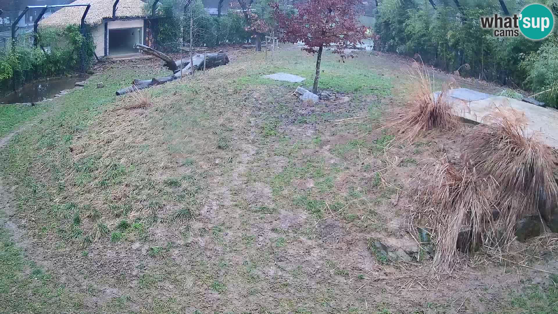 Ljubljana Zoo webcam Lion