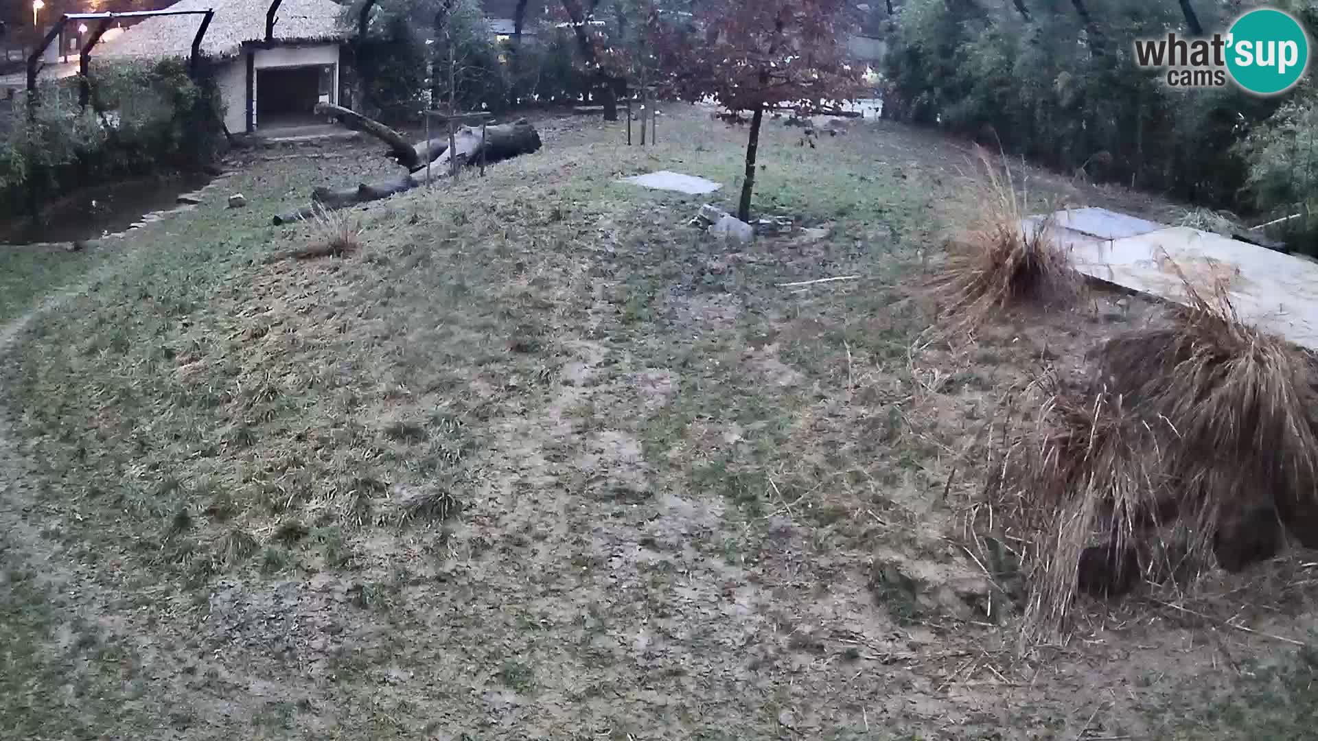 Live Ljubljana Zoo webcam Lion