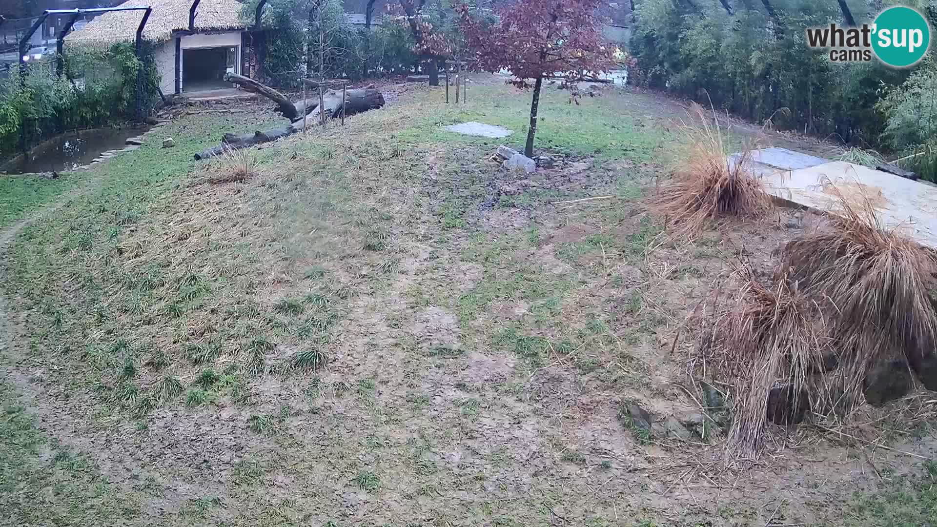 Live Ljubljana Zoo webcam Lion