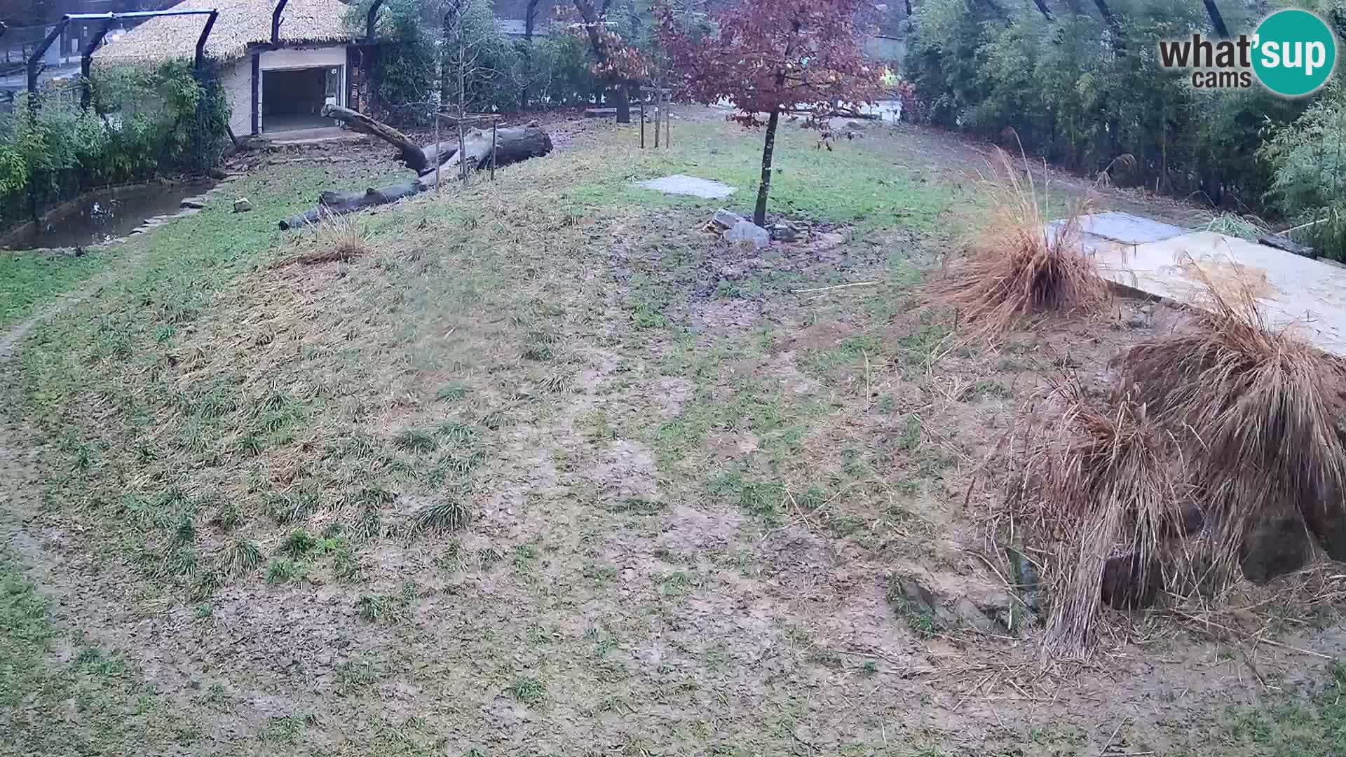 Ljubljana Zoo webcam Lion