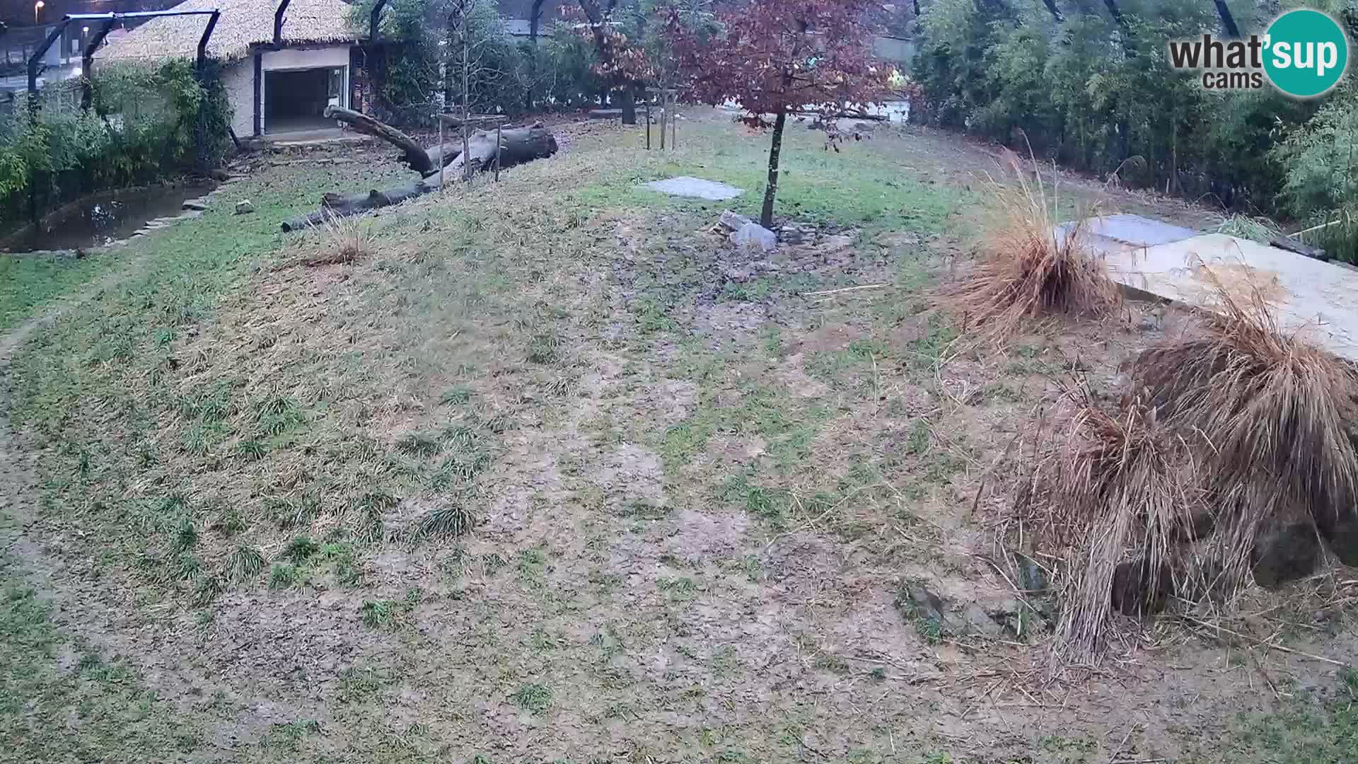 Live Ljubljana Zoo webcam Lion