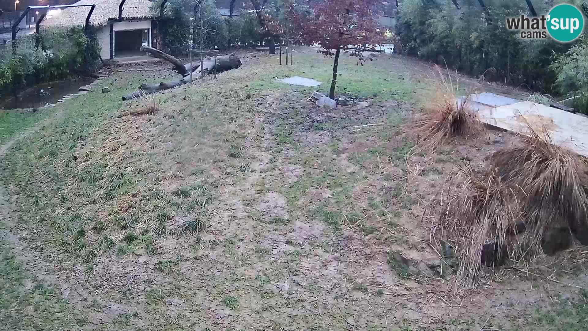 Live Ljubljana Zoo webcam Lion