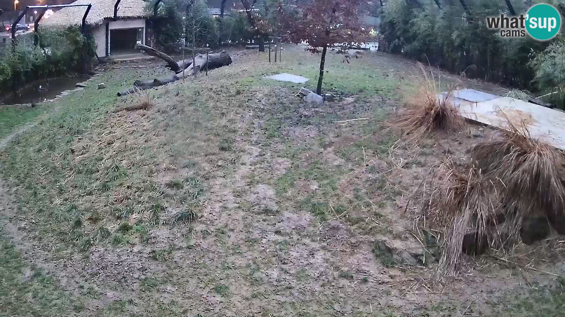 Live Ljubljana Zoo webcam Lion