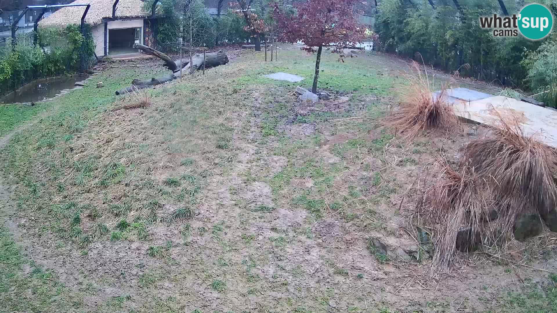 Zoo Ljubljana webcam Löwen