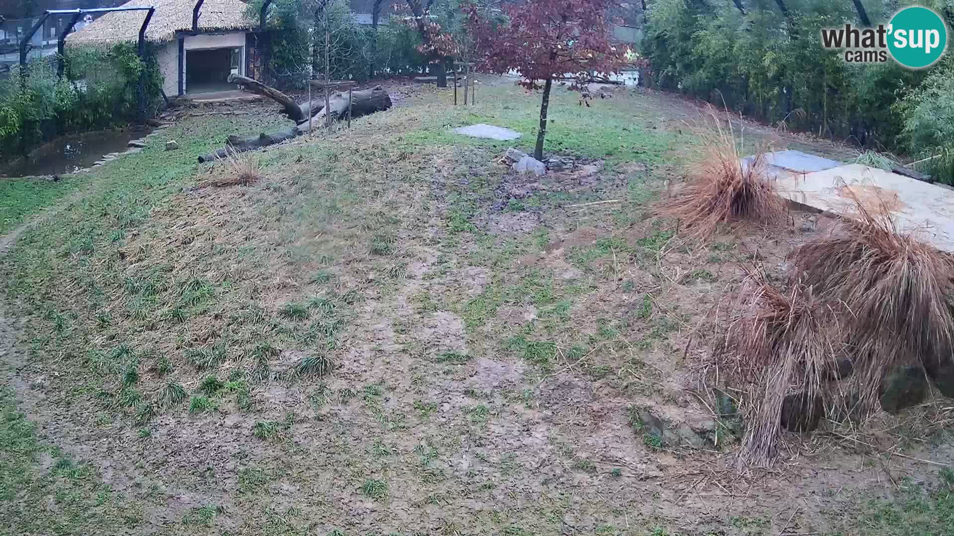 Ljubljana Zoo webcam Lion