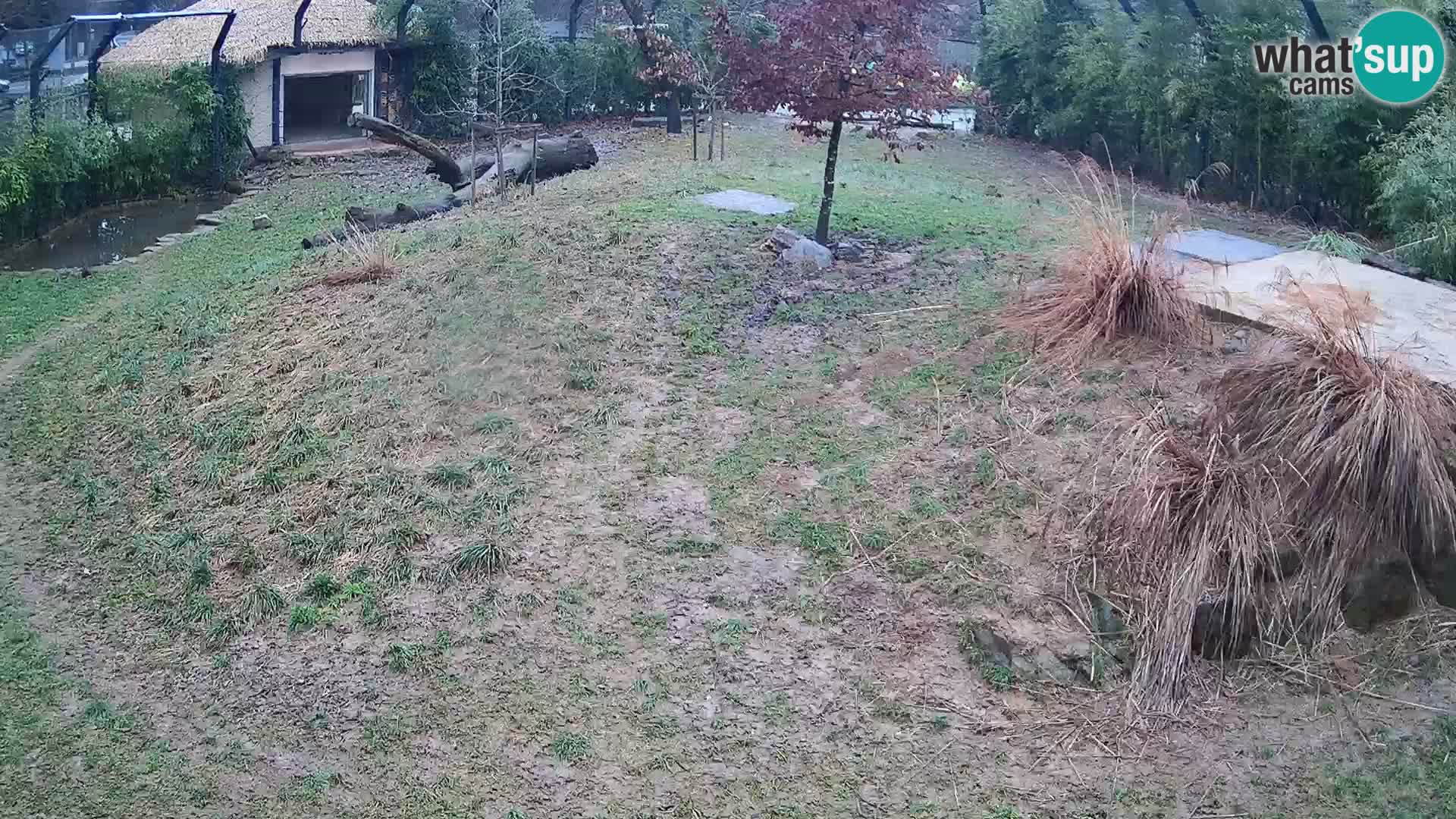 Live Ljubljana Zoo webcam Lion