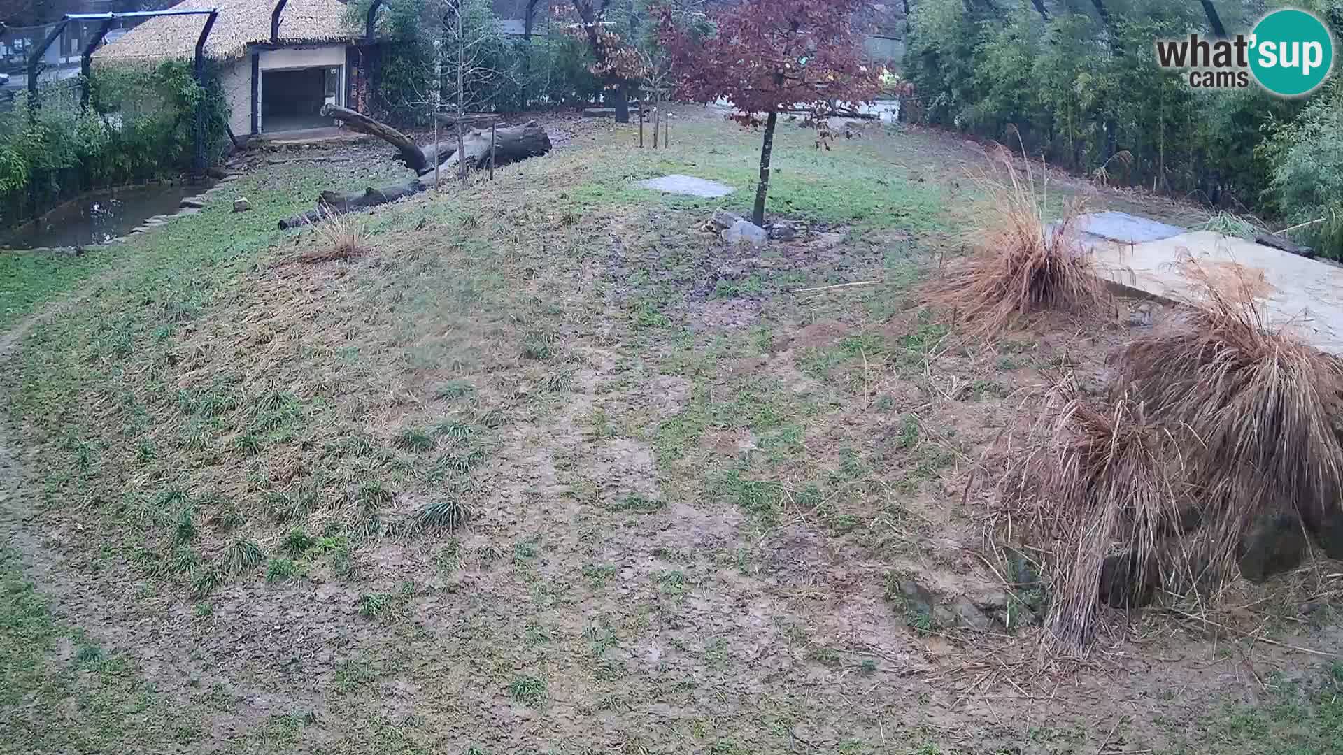 Live Ljubljana Zoo webcam Lion