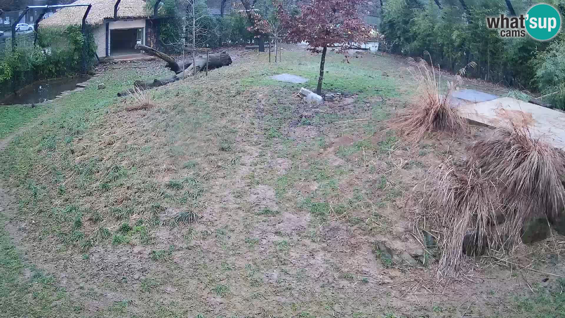 Ljubljana Zoo webcam Lion