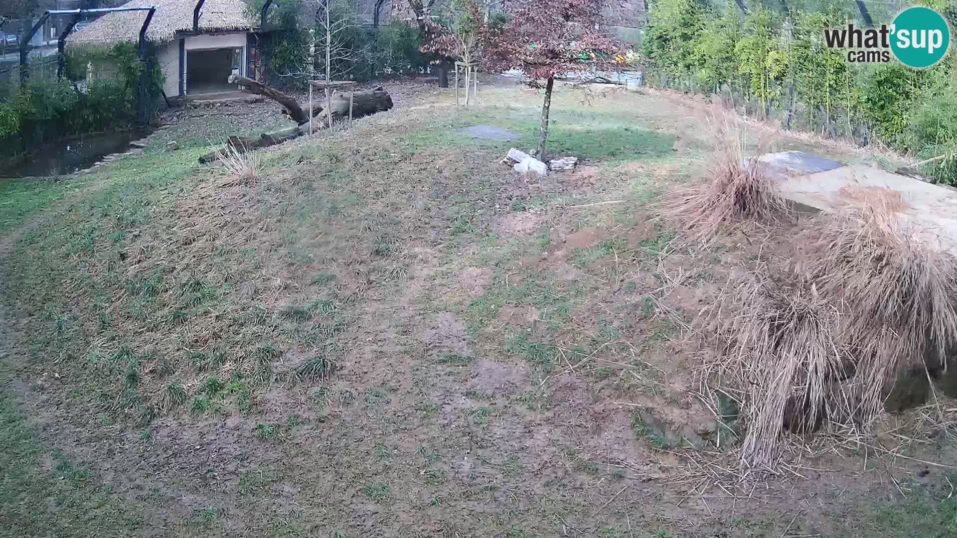 Zoo Ljubljana webcam Löwen