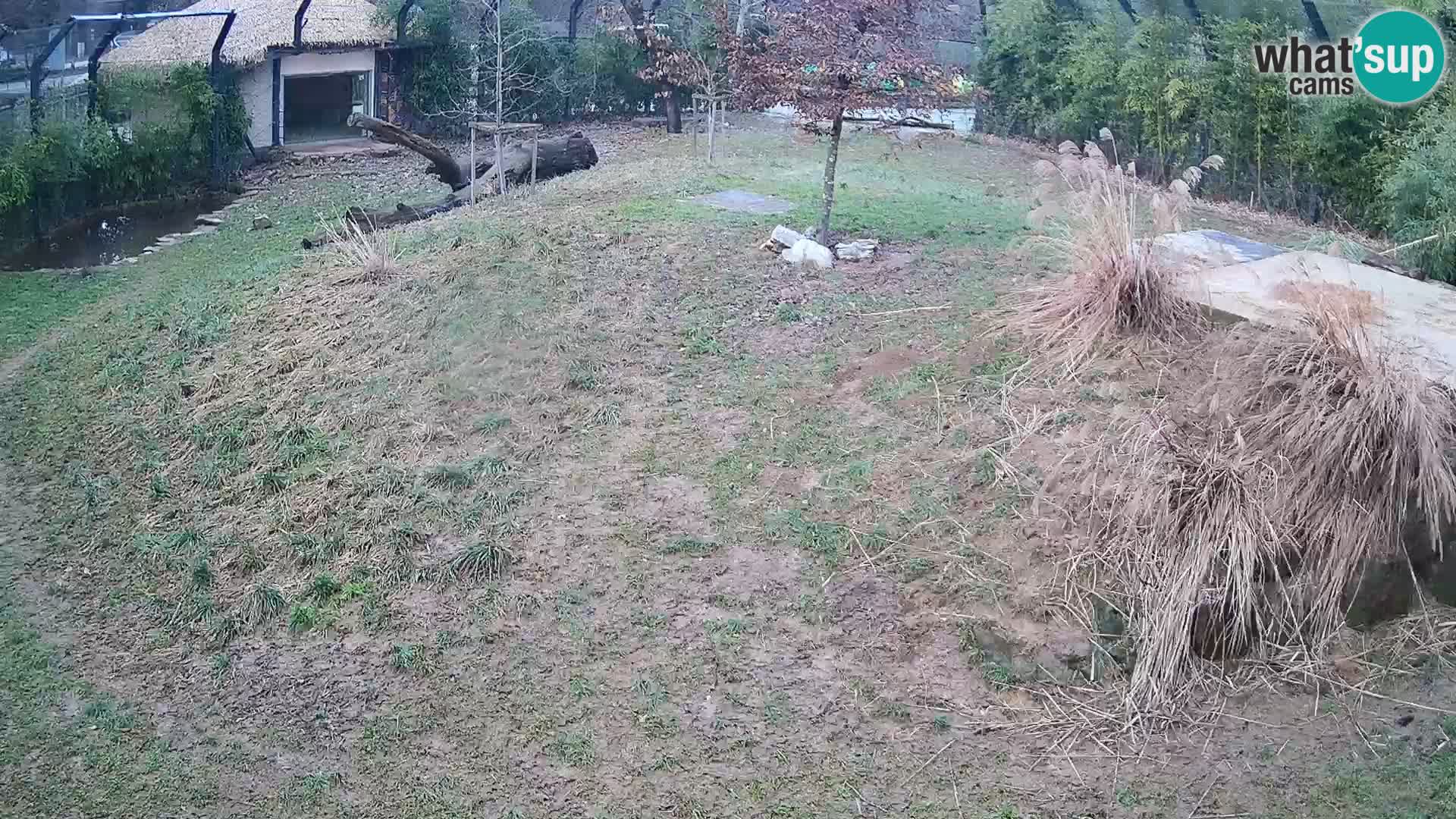 Ljubljana Zoo webcam Lion