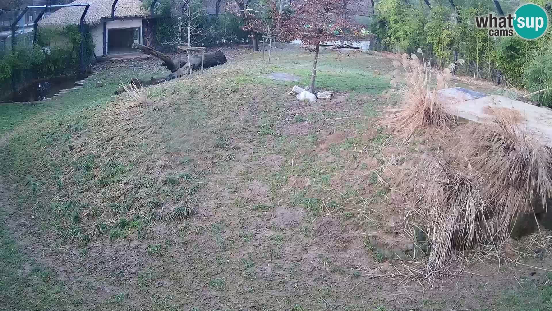 Live Ljubljana Zoo webcam Lion