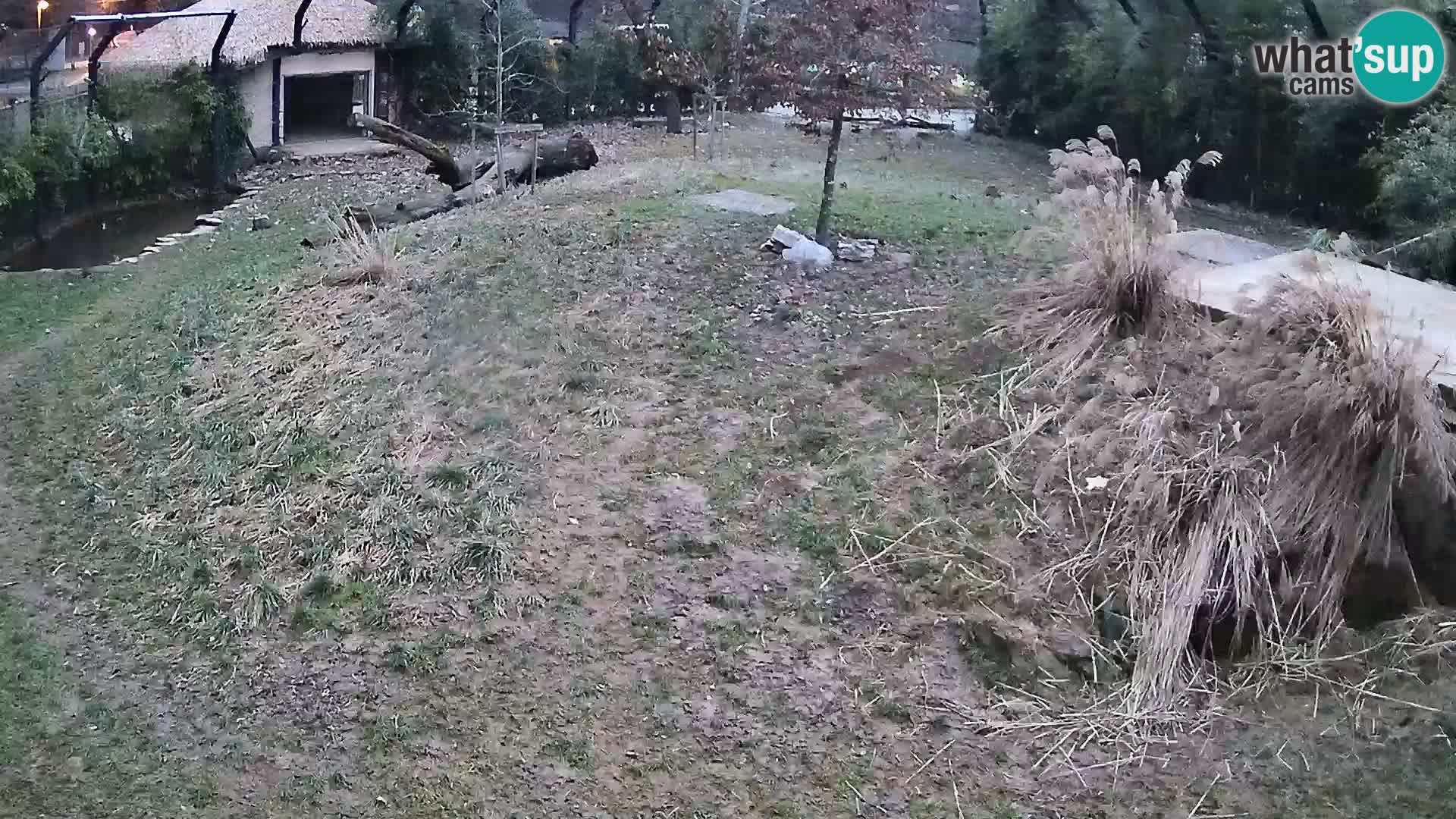 Zoo Ljubljana webcam Löwen