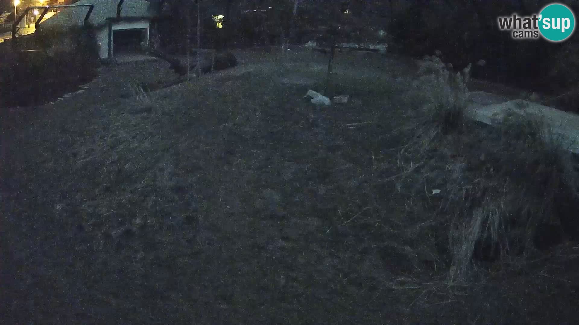 Zoo Ljubljana webcam Löwen