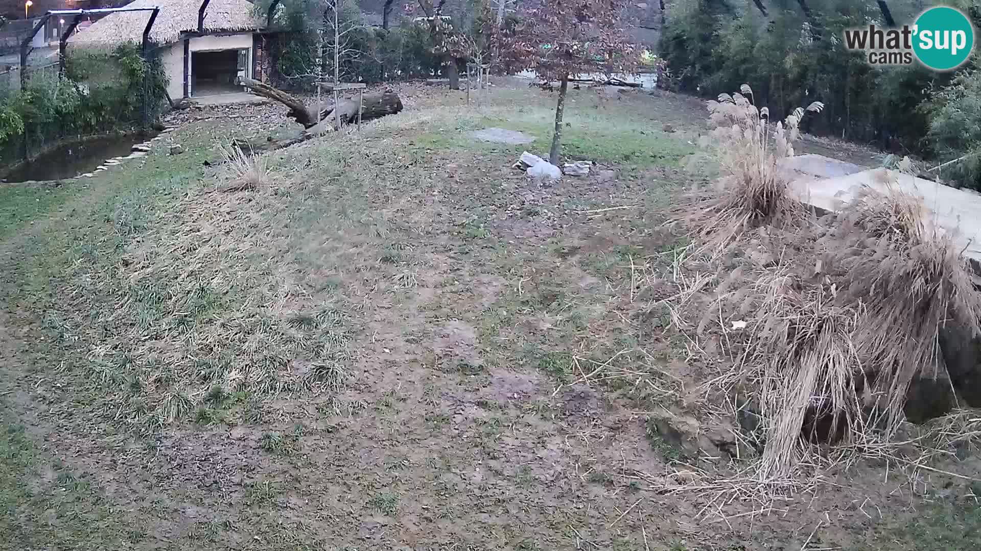 Ljubljana Zoo webcam Lion