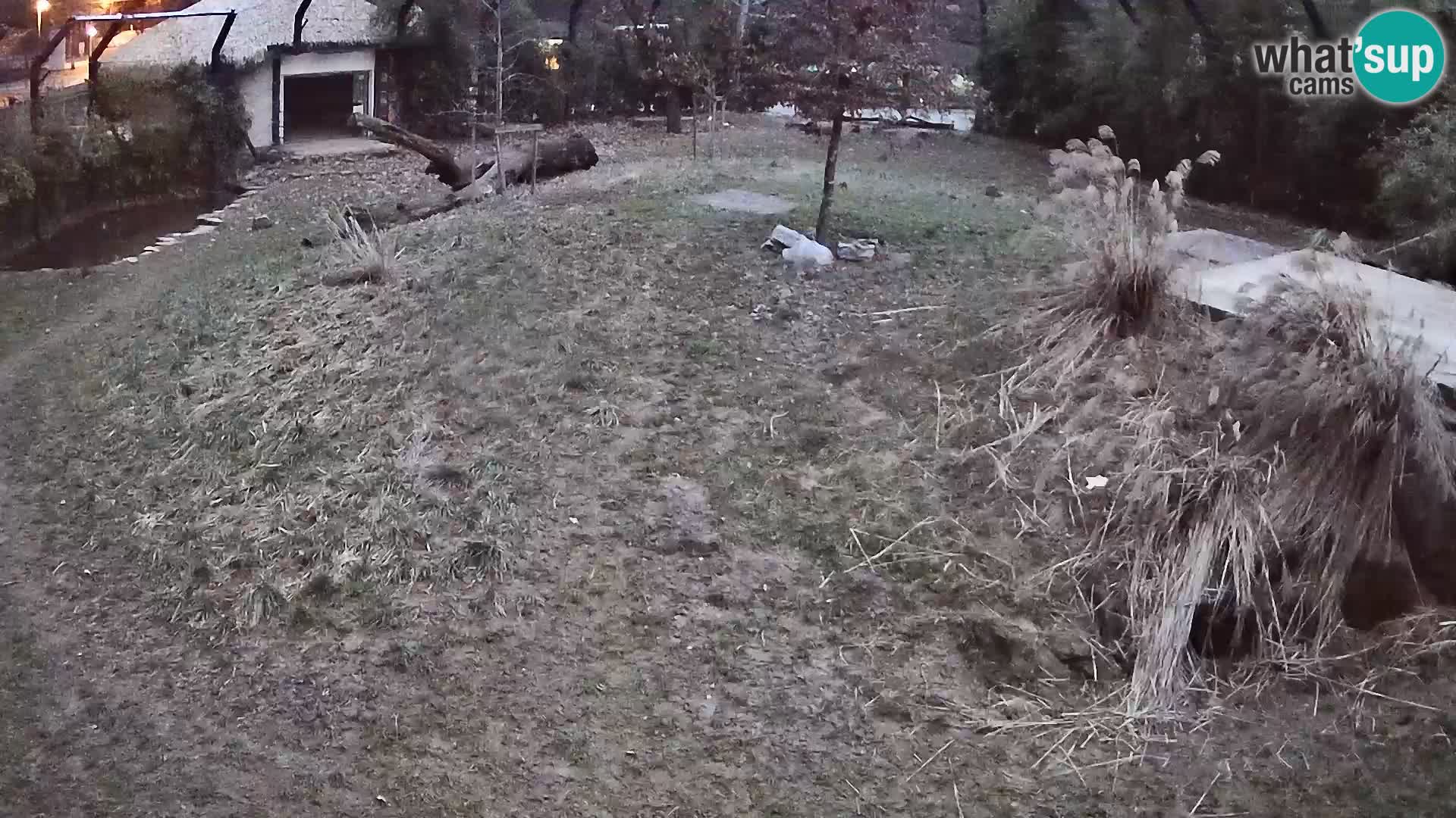 Ljubljana Zoo webcam Lion