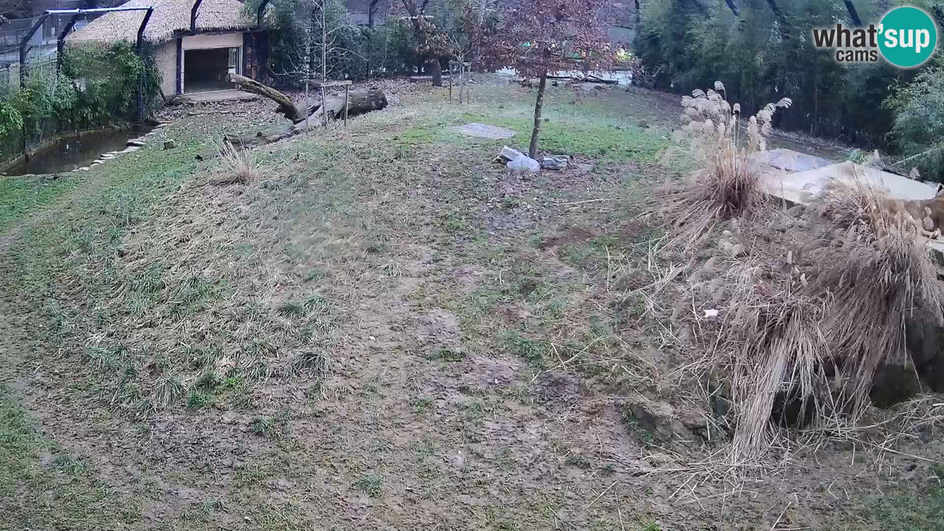 Live Ljubljana Zoo webcam Lion