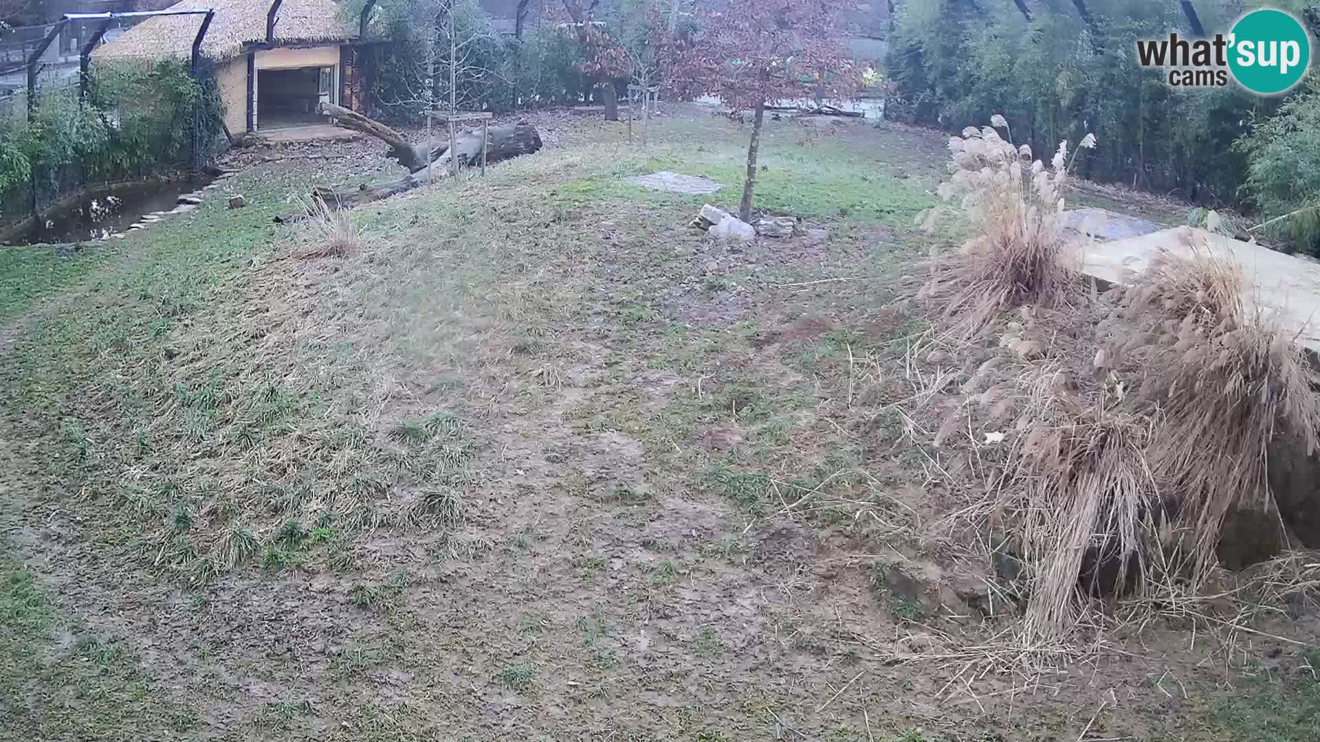 Zoo Ljubljana webcam Löwen