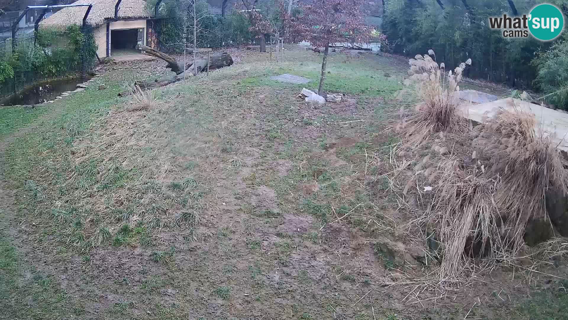 Zoo Ljubljana webcam Löwen