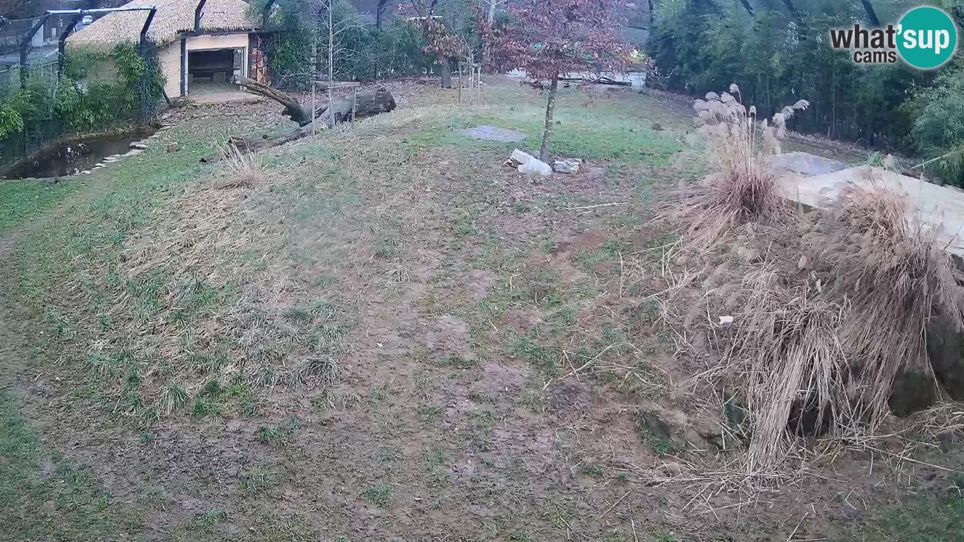 Zoo Ljubljana camera en vivo Leones