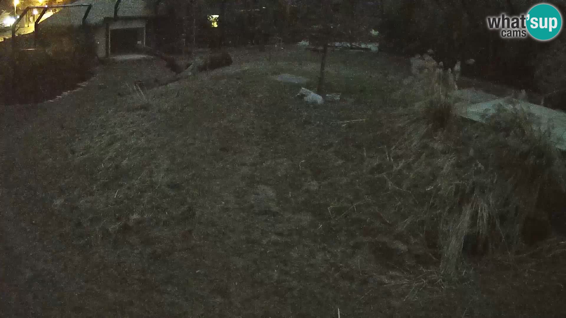 Ljubljana Zoo webcam Lion