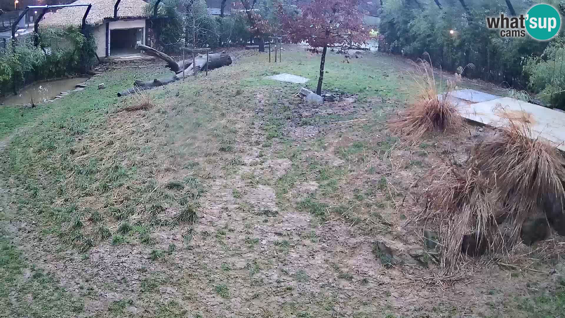 Ljubljana Zoo webcam Lion