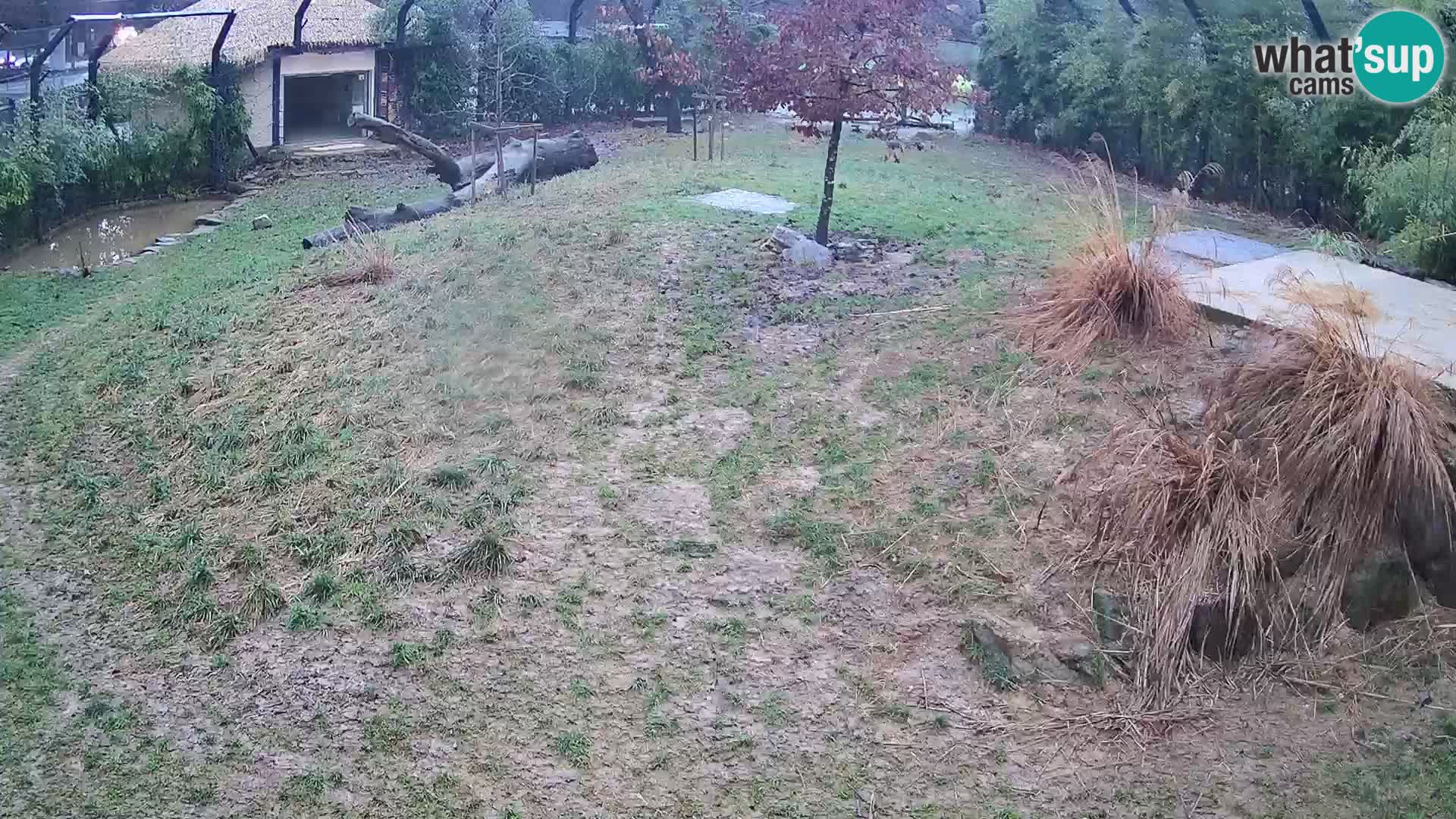 Live Ljubljana Zoo webcam Lion