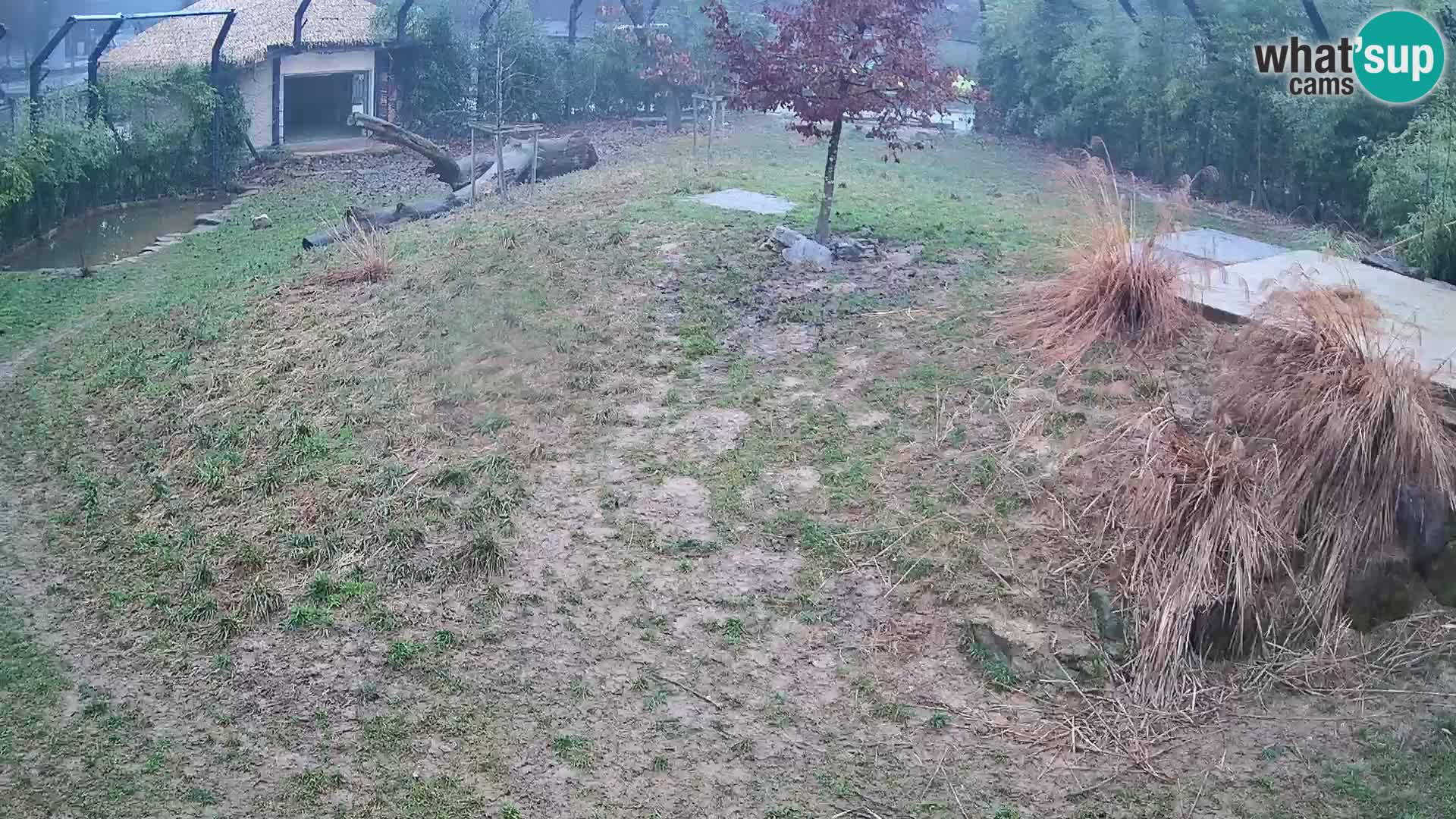 Ljubljana Zoo webcam Lion