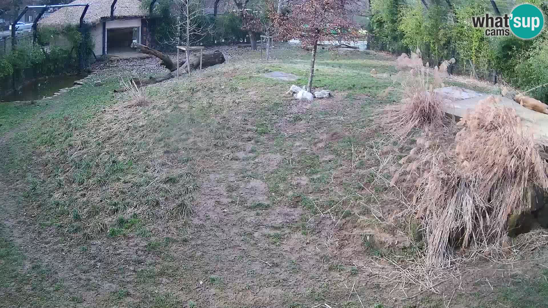 Zoo Ljubljana webcam Löwen