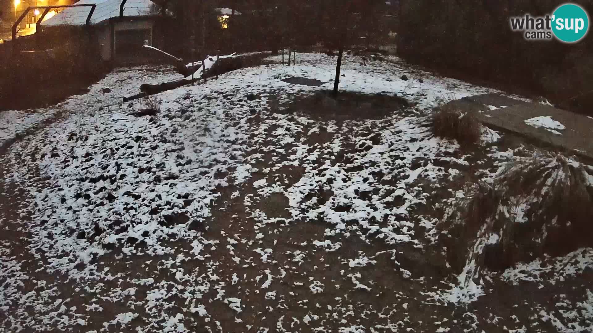 Živalski vrt Ljubljana kamera v živo Levi