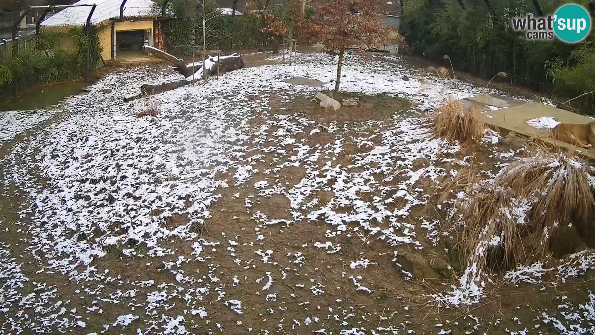 Ljubljana Zoo webcam Lion