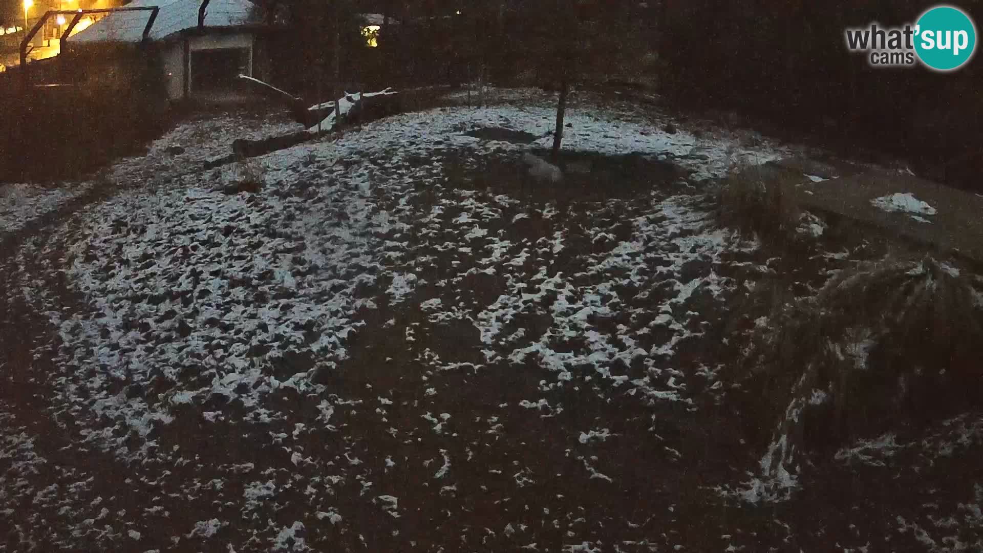 Ljubljana Zoo webcam Lion