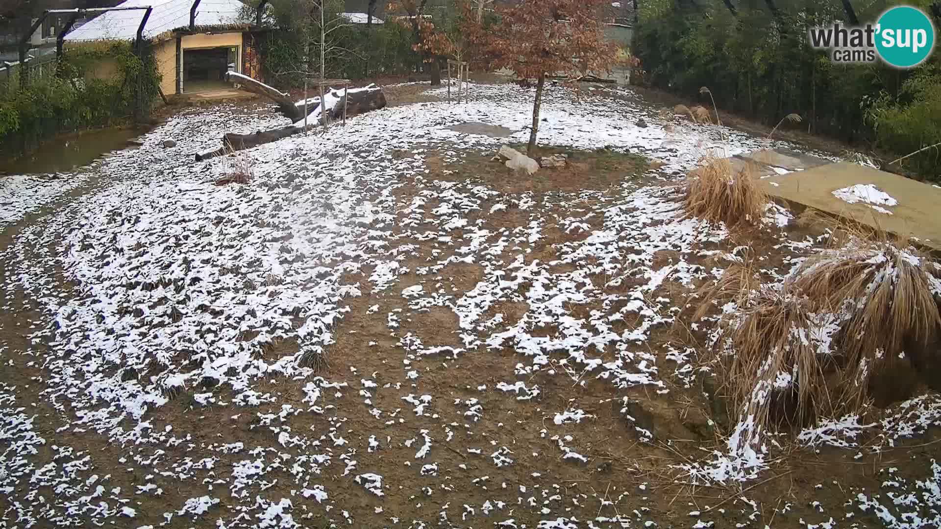 Zoo Ljubljana camera en vivo Leones