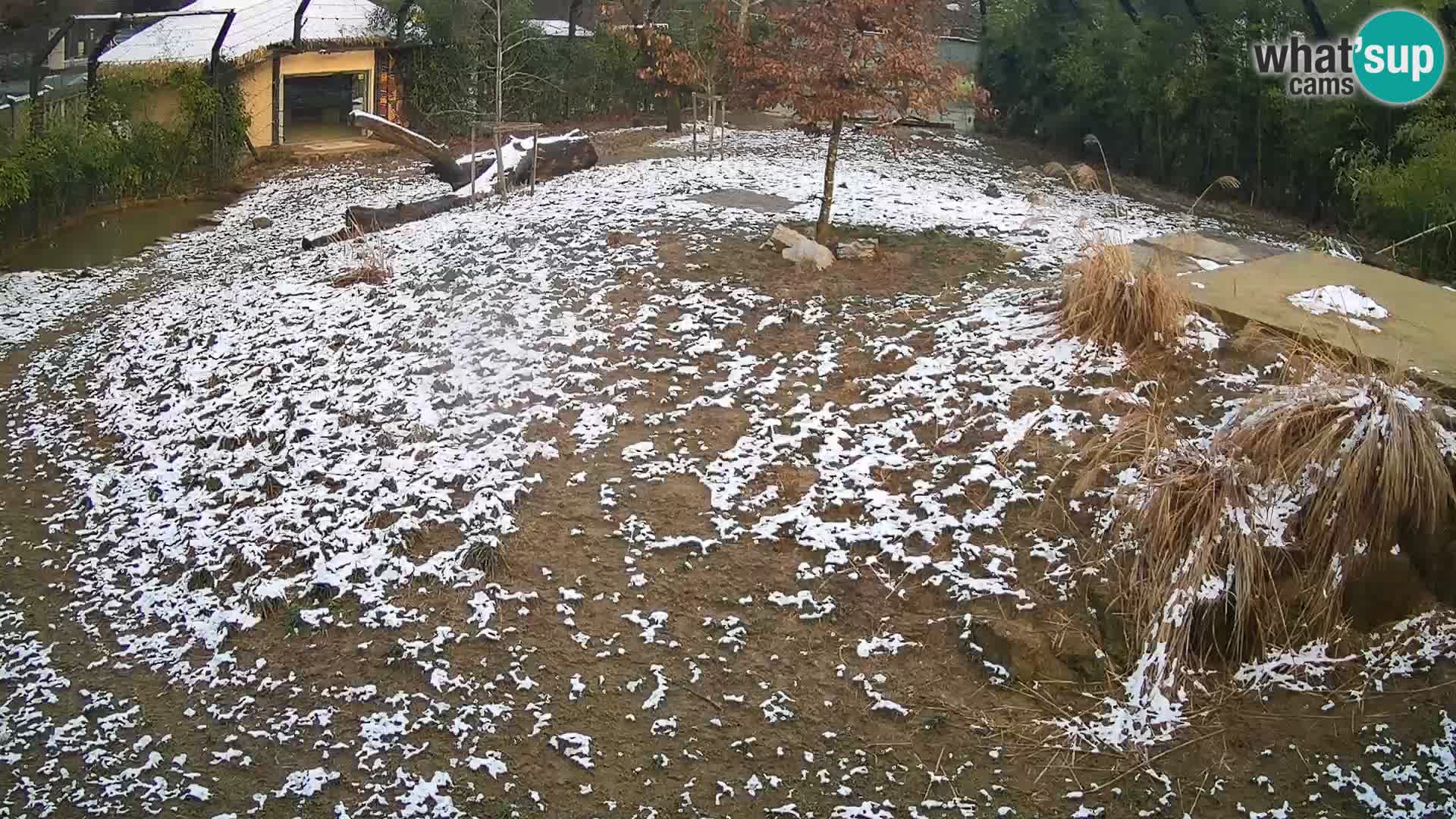 Live Ljubljana Zoo webcam Lion