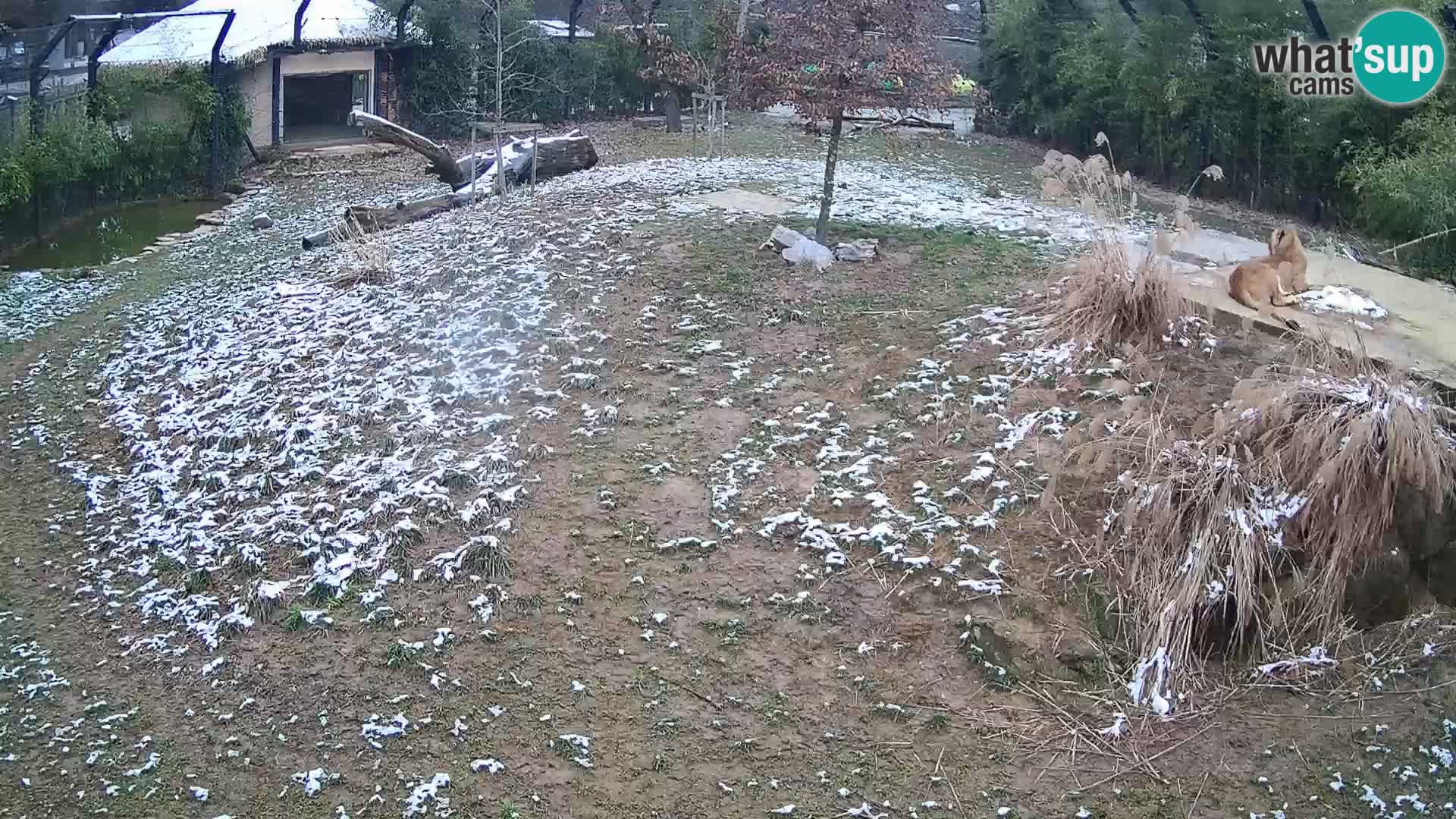 Zoo Ljubljana camera en vivo Leones