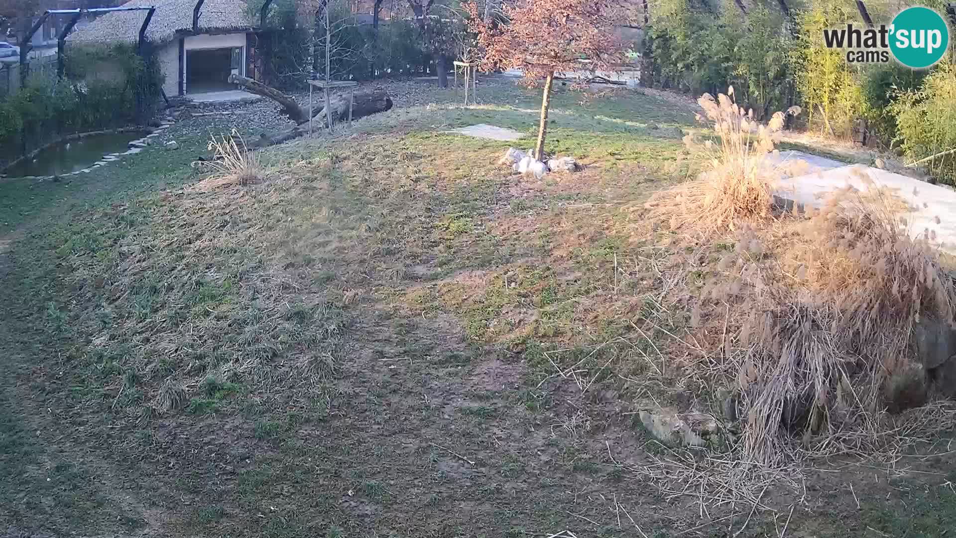 Zoo Lubiana live webcam Leoni